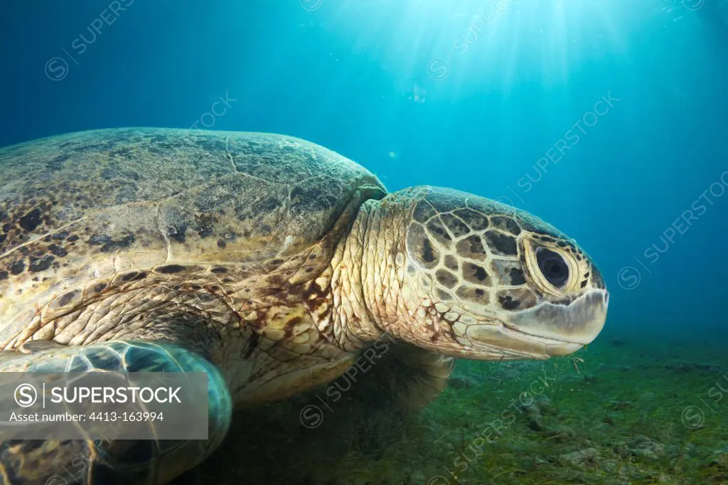 Green turtle on sea bottom Mayotte