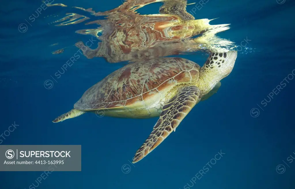 Green turtle breathing at the surface Mayotte