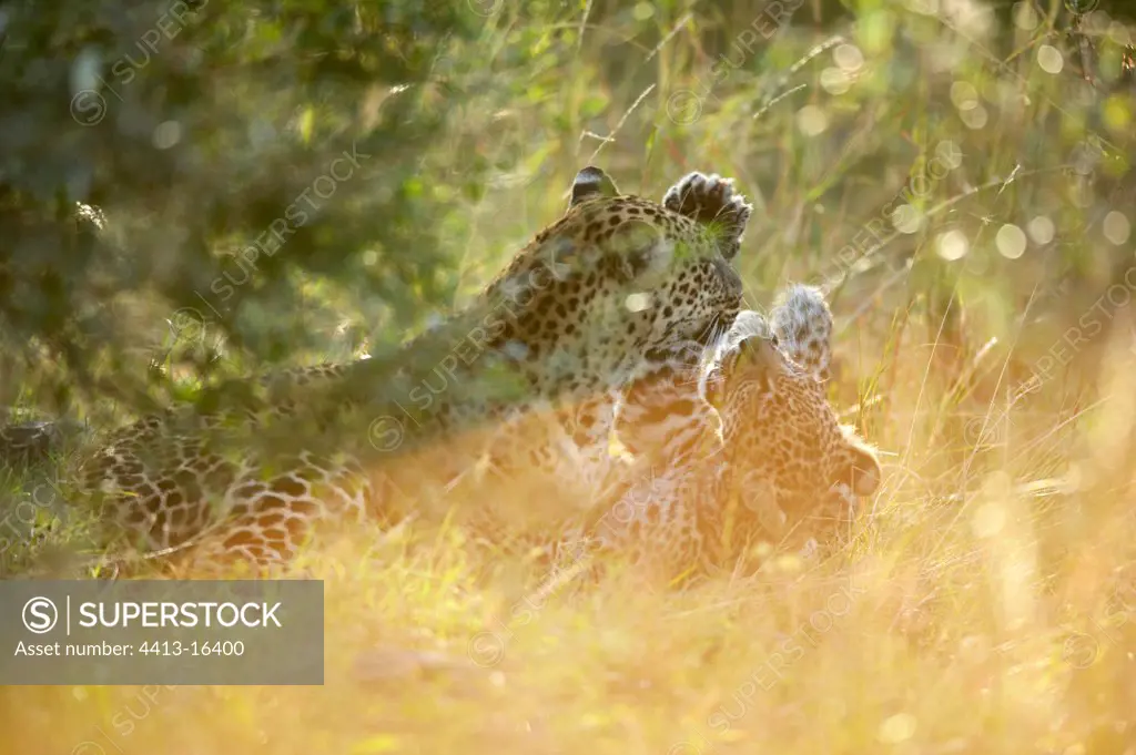 Female Leopard and young Reserve of Masaï Mara Kenya