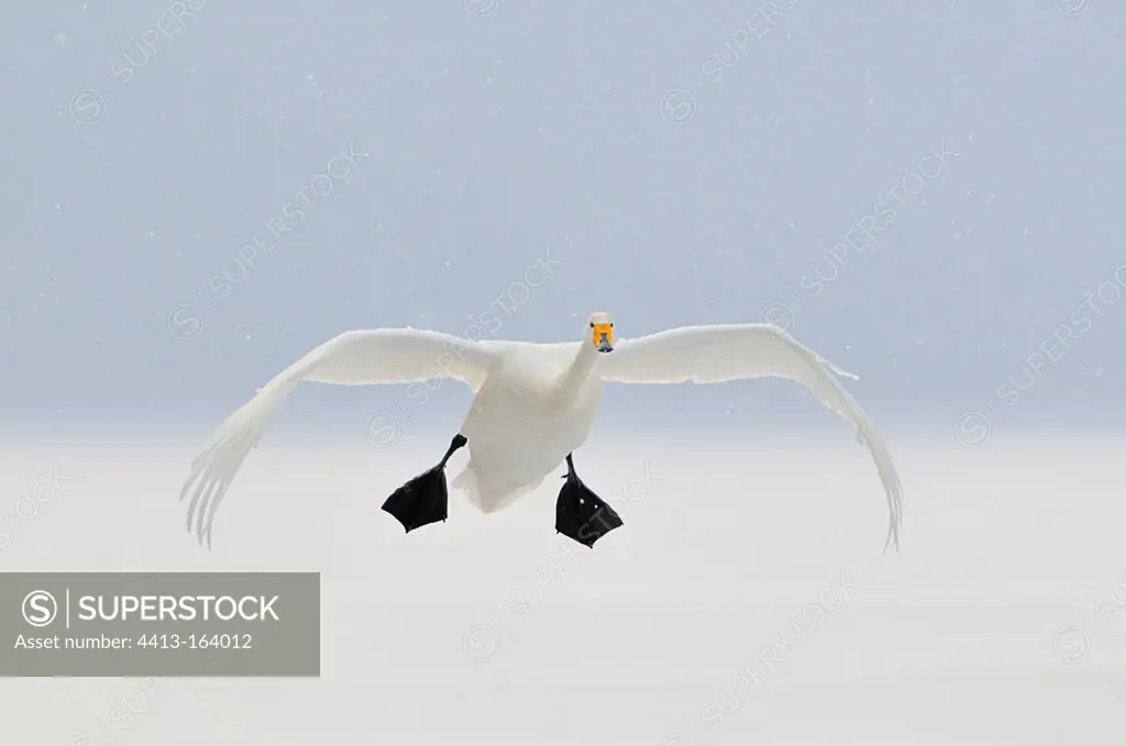 Whooper swan in flight in Japan