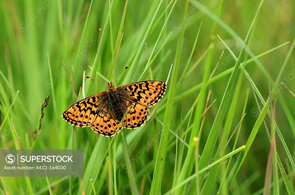 Cranberry Fritillaries in summer in a bog Vosges France