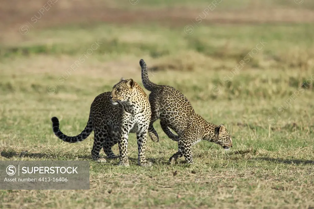 Female Leopard and youngs Reserve of Masaï Mara Kenya