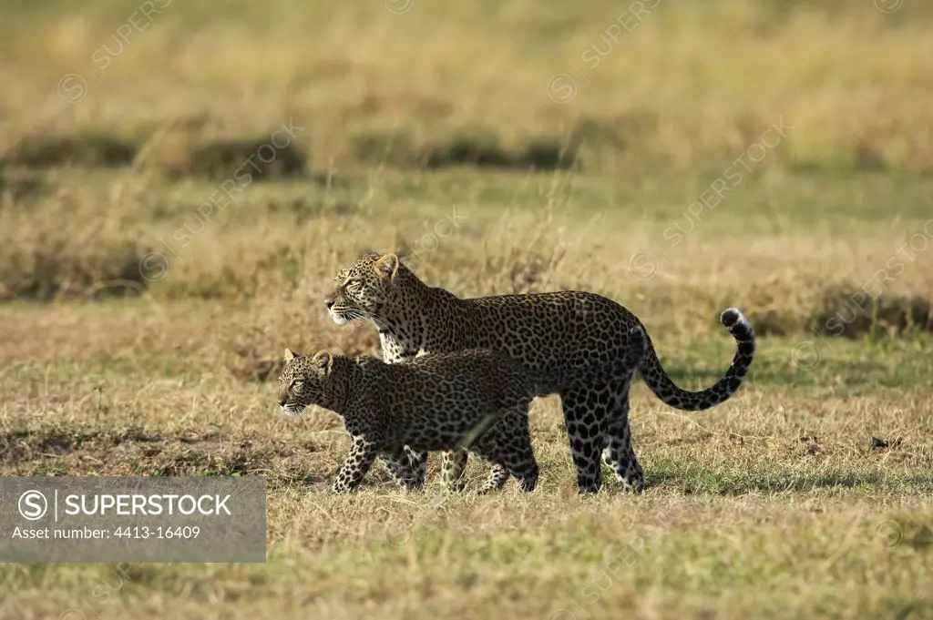 Female Leopard and young Reserve of Masaï Mara Kenya