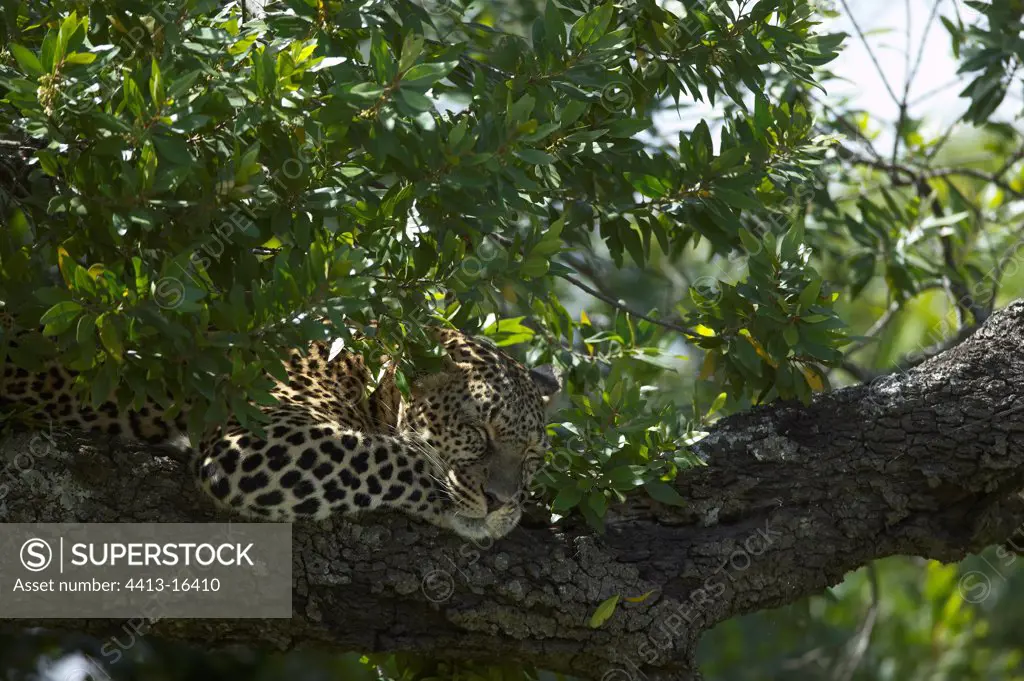 Leopard laid down on a branch Masaï Mara Kenya