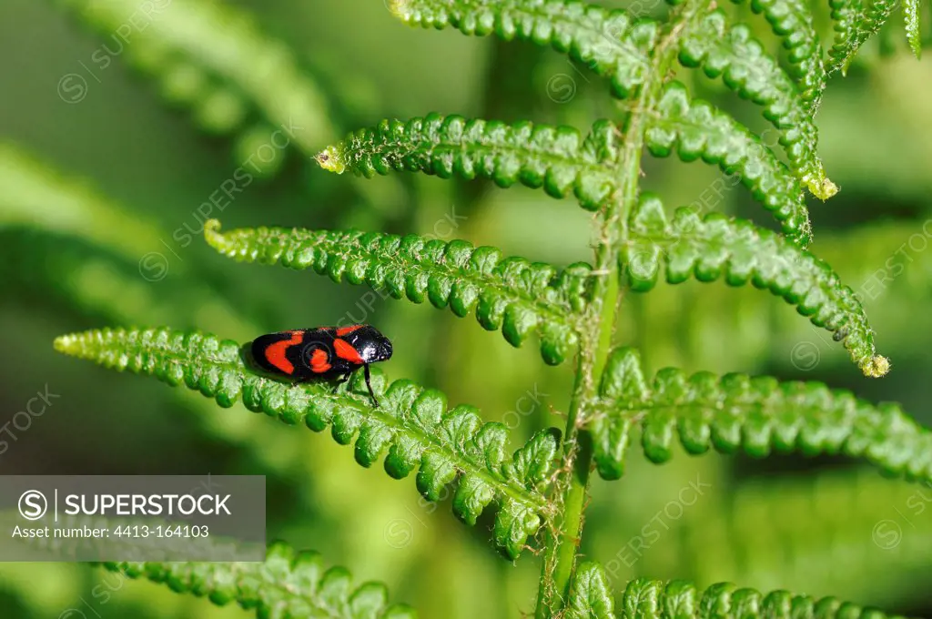 Black-and-red Froghopper on a bracken fern Vosges France