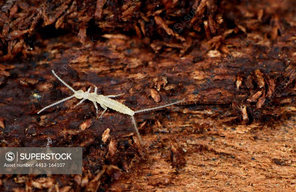 Diploure under the bark of a conifer forest death in Vosges