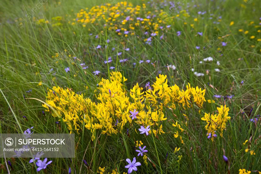Dyer's Broom and Aphyllanthes in bloom Provence France
