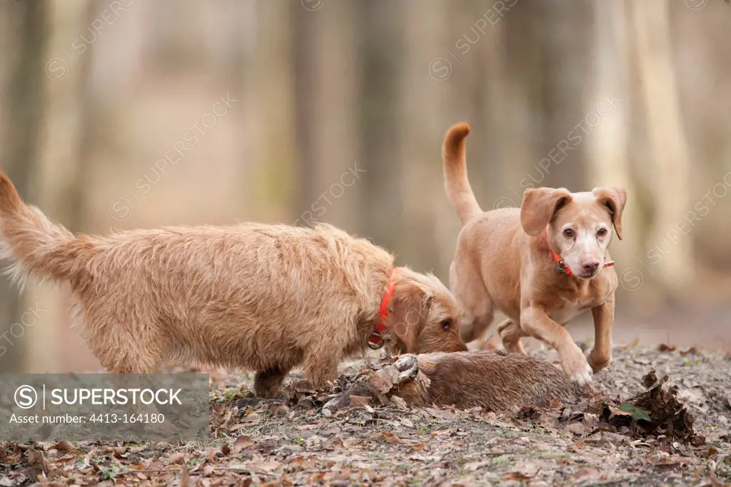 Hunting dogs near a corpse of red fox Aube France