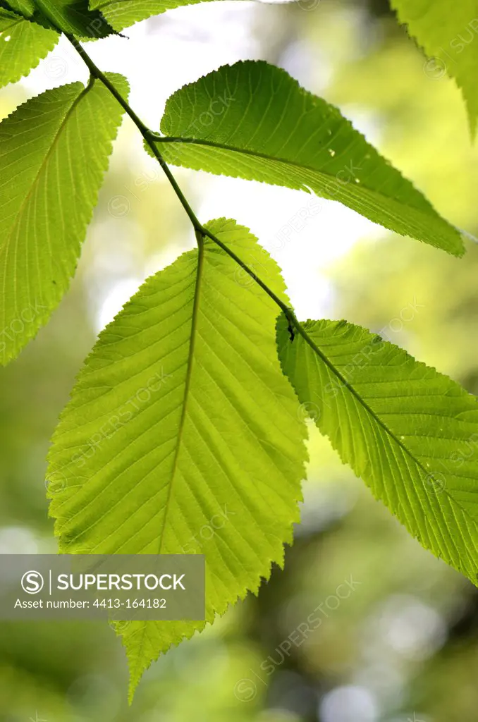 Close up of leaves of a Wych Elm France