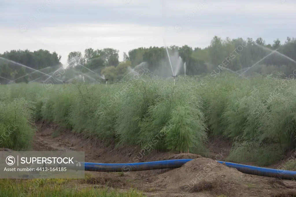 Automatic watering by wells in a field of asparagus France