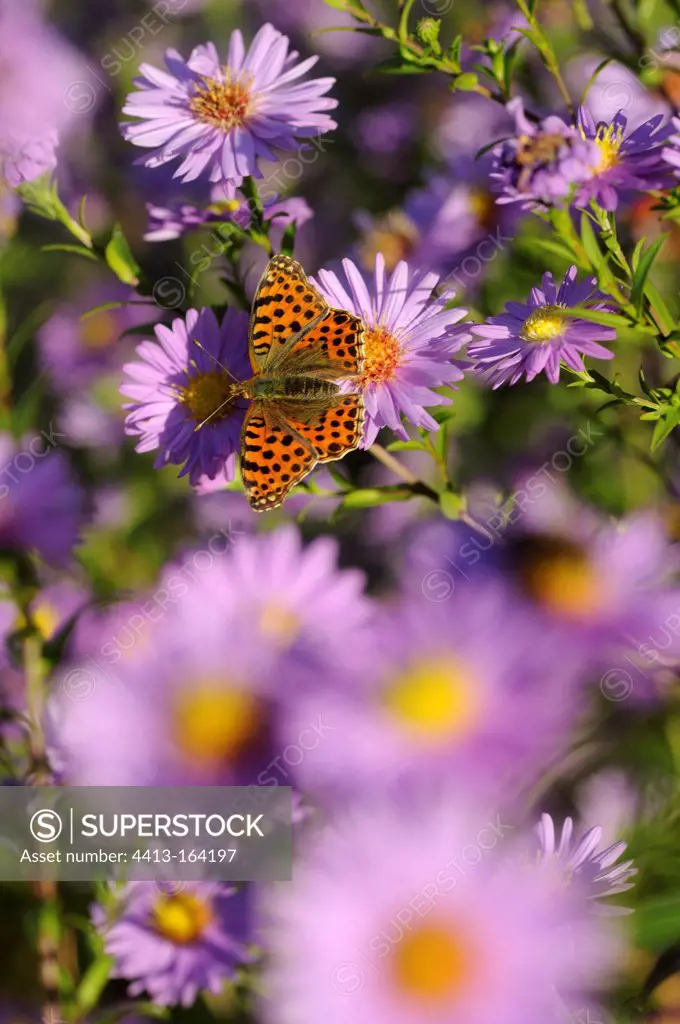 Two-tailed Pasha on Aster in a garden in autumn Belfort