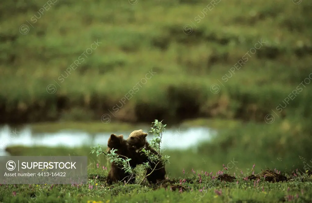 Brown bear cubs playing Denali NP Alaska