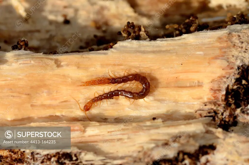 Centipede under the bark of a tree felled in the forest France