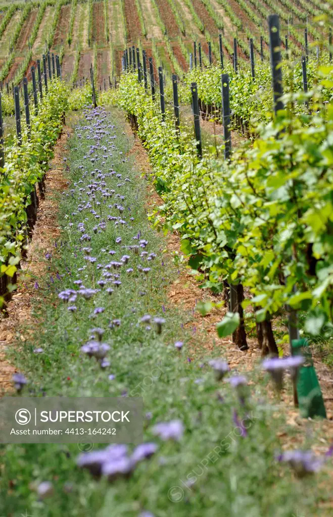 A mix of vineyards and green manure in a vineyard France
