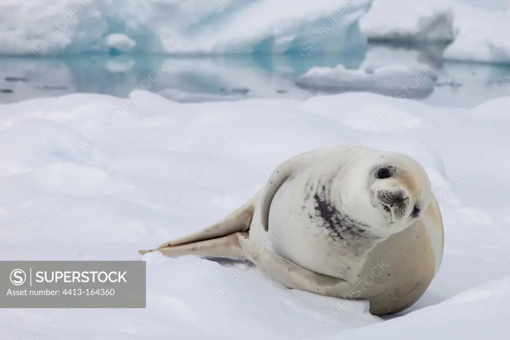 Crabeater seal on the ice Antarctic Peninsula