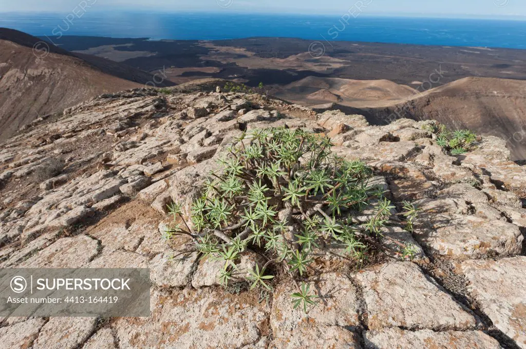 Euphorbia growing on the desolation of the summit of volcano