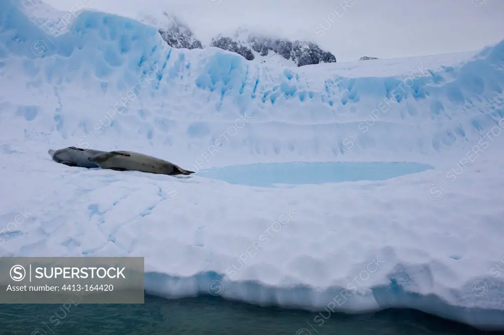 Crabeater seal on an iceberg Antarctic Peninsula
