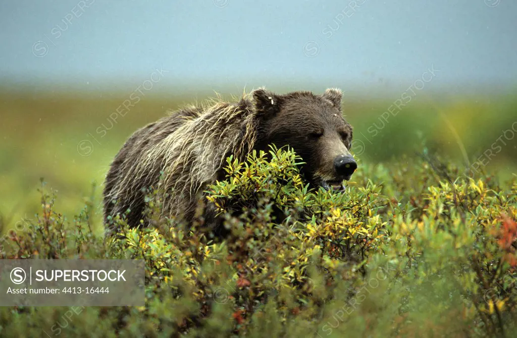 Brown bear eating berries in the rain Denali NP Alaska