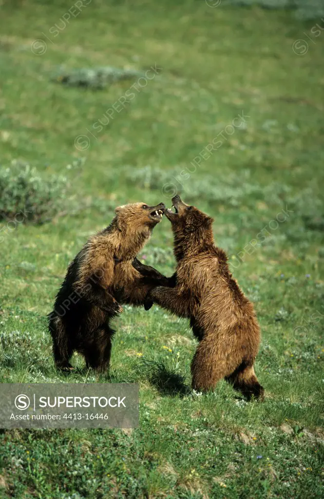 Young Brown bears playing in tundra Denali NP Alaska