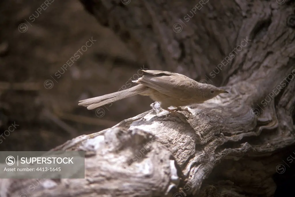 Arabian Babbler posed on a branch