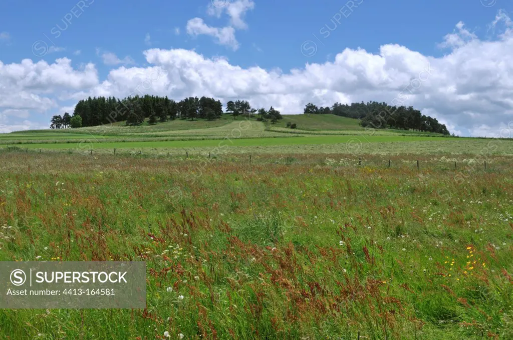 Meadows in bloom on the plateau of Costaros France
