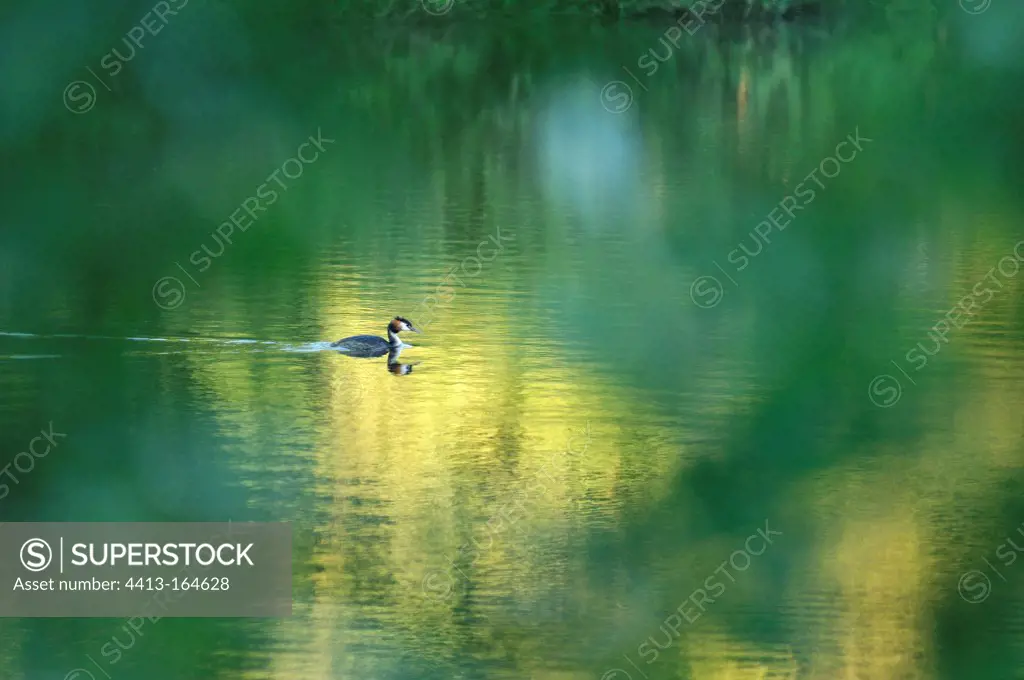Great Crested Grebe on a pond in the spring Sologne