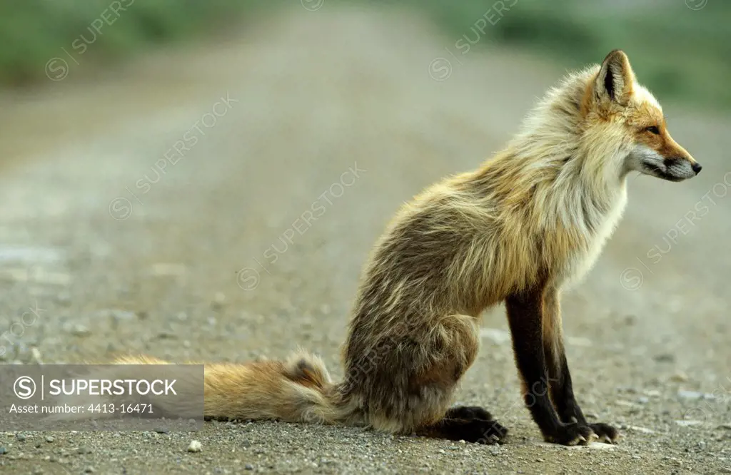 Red fox sitting on a track Denali NP Alaska