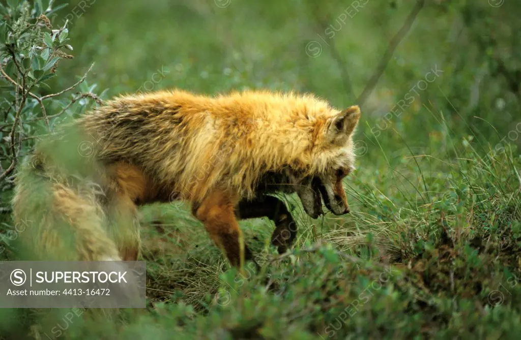 Red fox scratching to dig up an Arctic ground squirrel