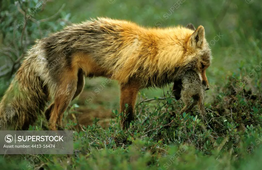 Red fox catching an Arctic ground squirrel Denali NP Alaska