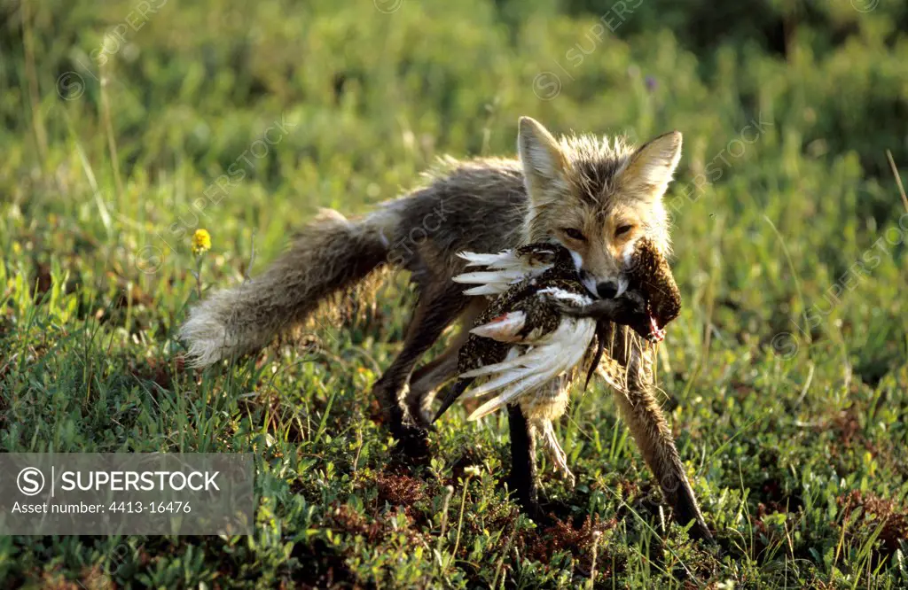 Red fox carrying a Red grouse and a hare in the mouth