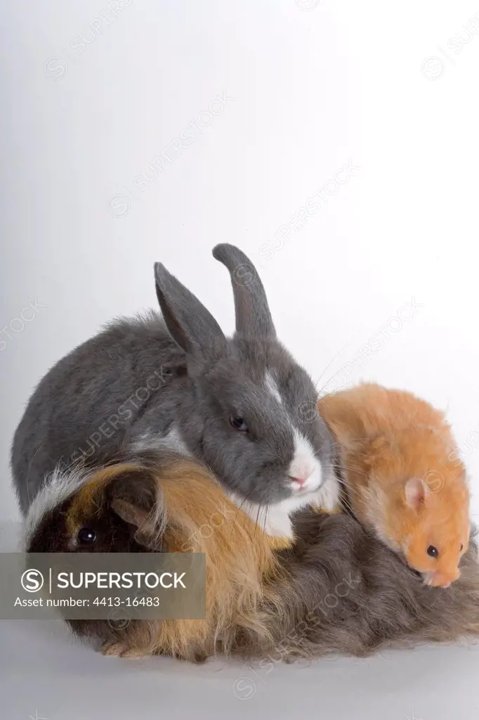 Three common species of domestic Rodents