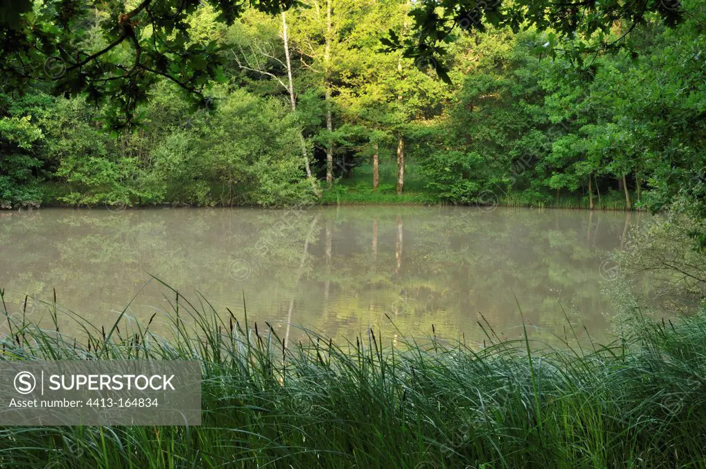 Pond of Sologne at spring France