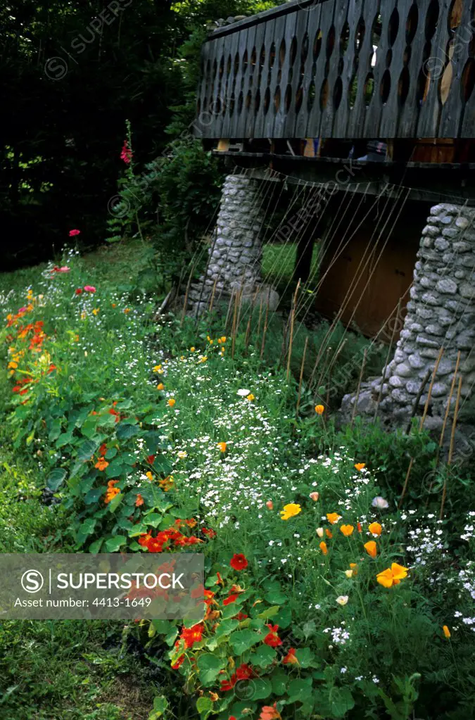 Flower bed in a garden in front of a wooden house France