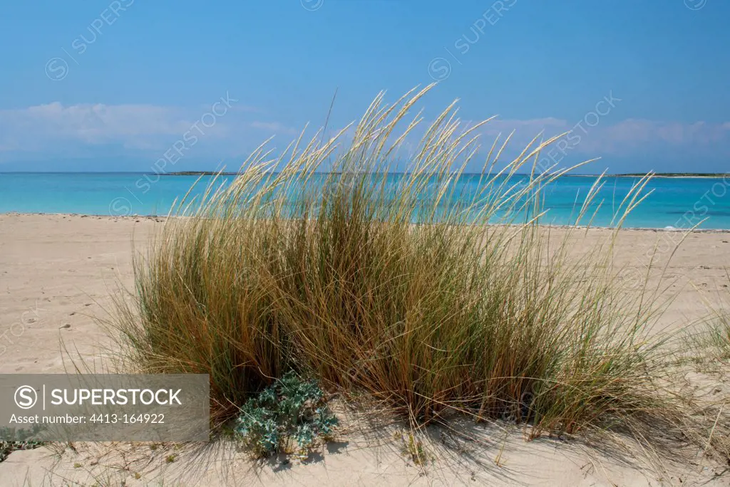 European beachgrass growing on a dune