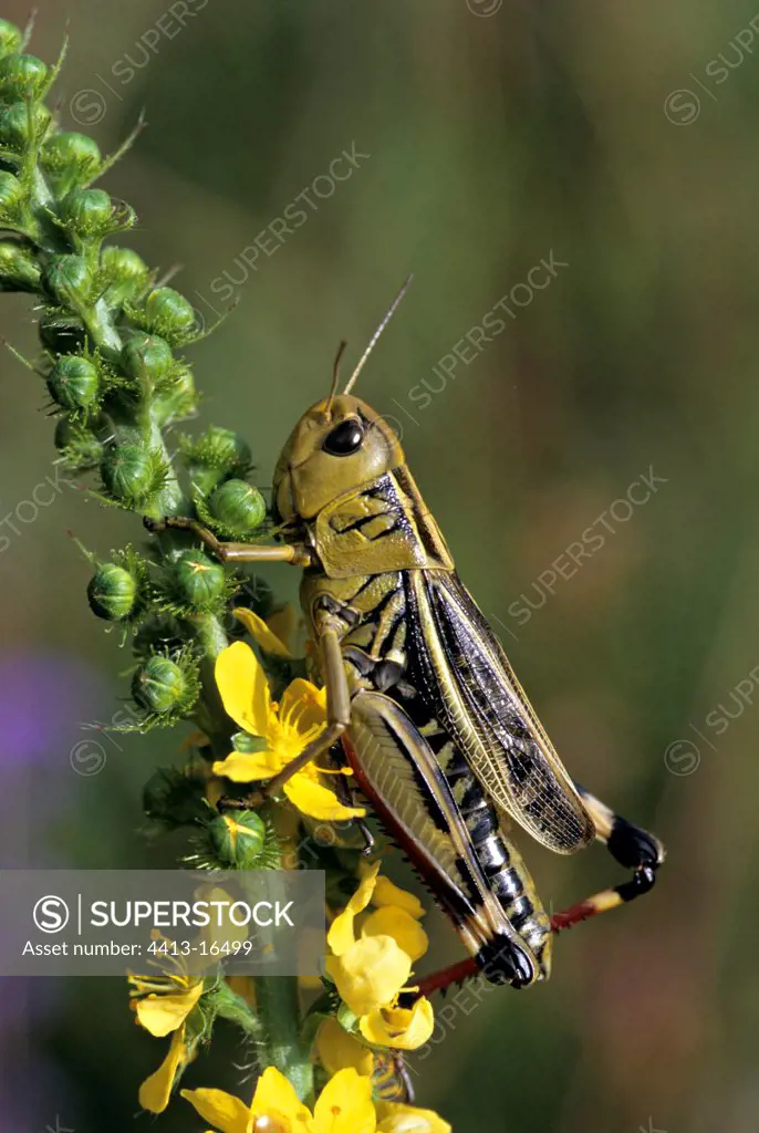 Large Banded Grasshopper on a chuchsteeples