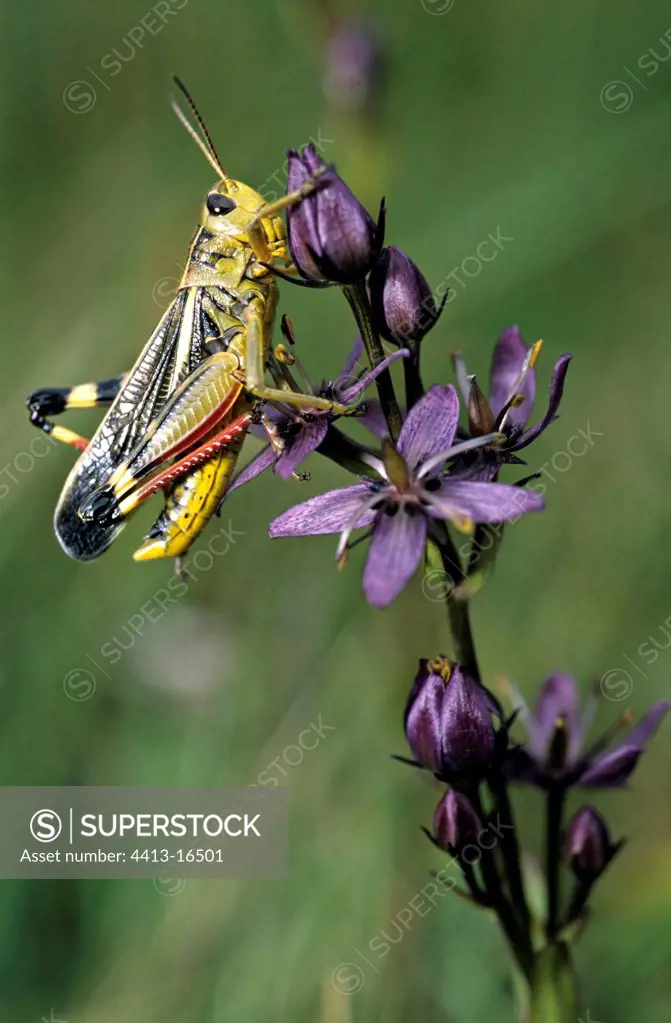 Large Banded Grasshopper on a felwort