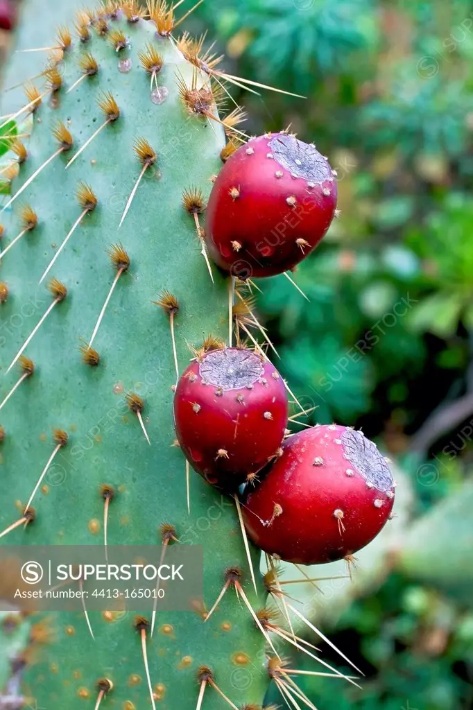 Cow's tongue prickly pear cactus in fruit