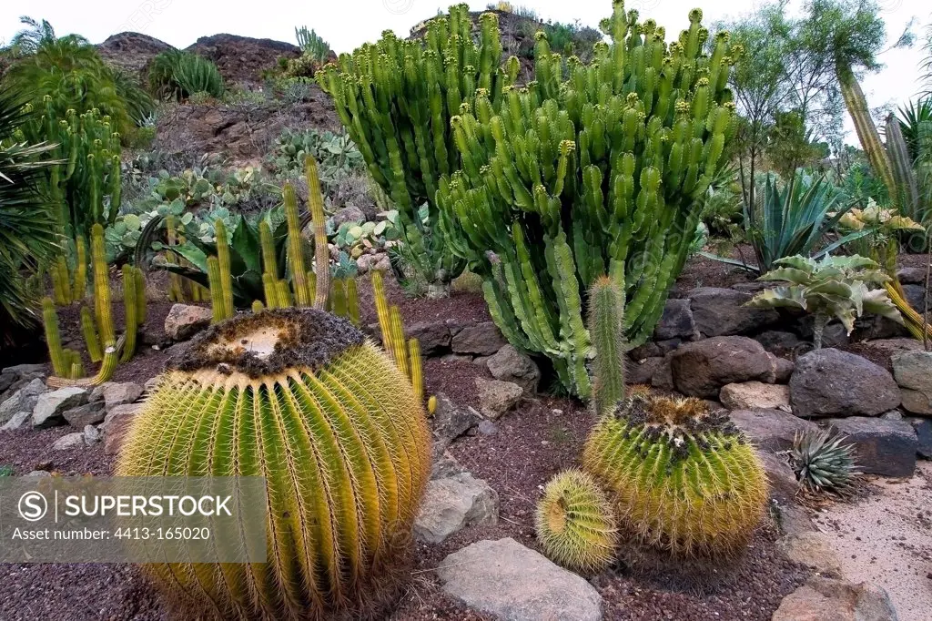 Cactus in an exotic garden in Canary Islands Spain