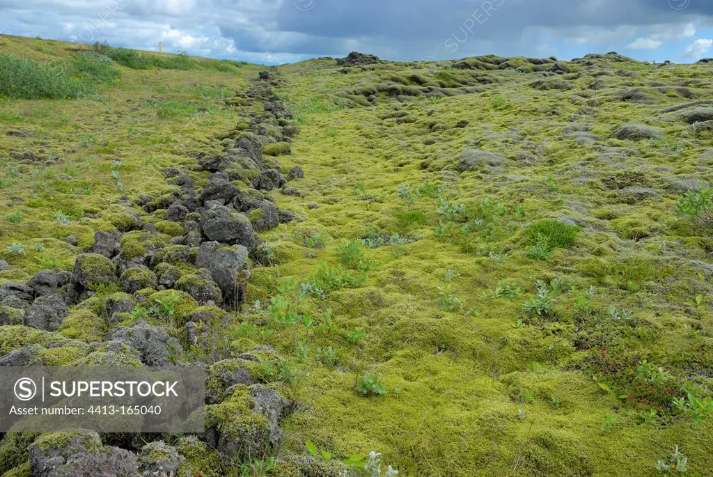 Lava field and moss Mýrdal in Iceland