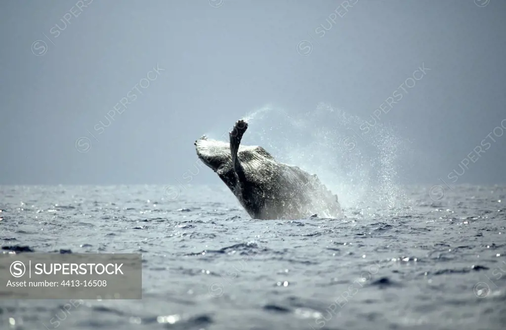 Humpback whale jumping Marine sanctuary of Hawaii