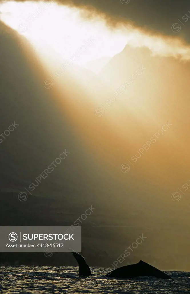 Humpback whale under a ray of sunshine Hawaii