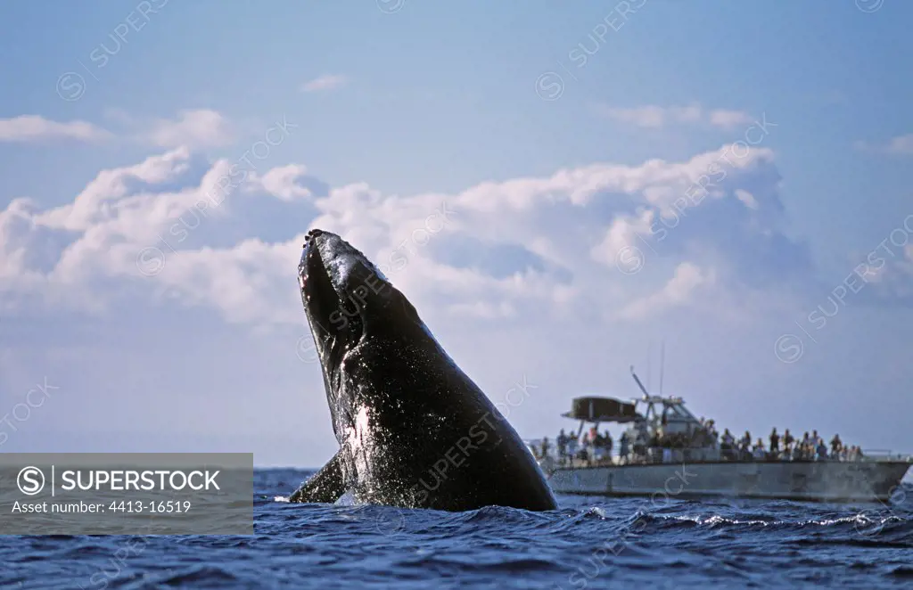 Aggressive behaviour of a Humpback whale male Hawaii