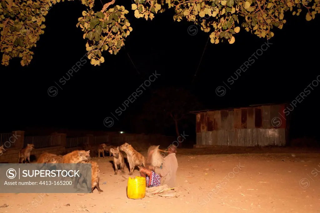 Man feeding wild Spotted Hyaena in Ethiopia