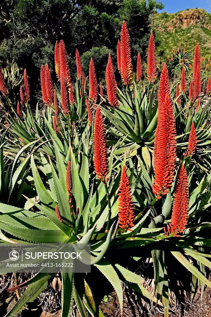 Aloes in bloom in a exotic garden in Canary Islands
