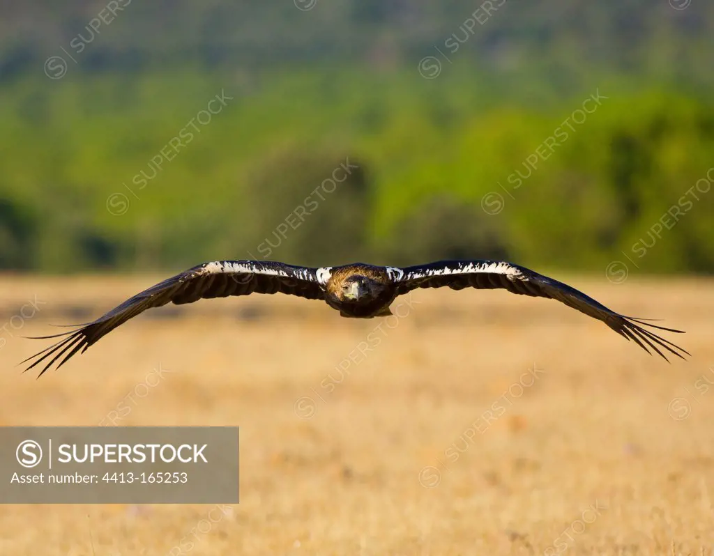 Spanish Imperial Eagle flying