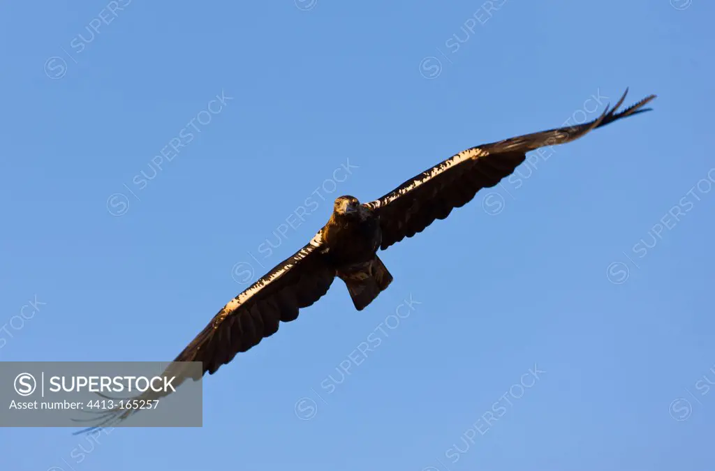 Spanish Imperial Eagle flying