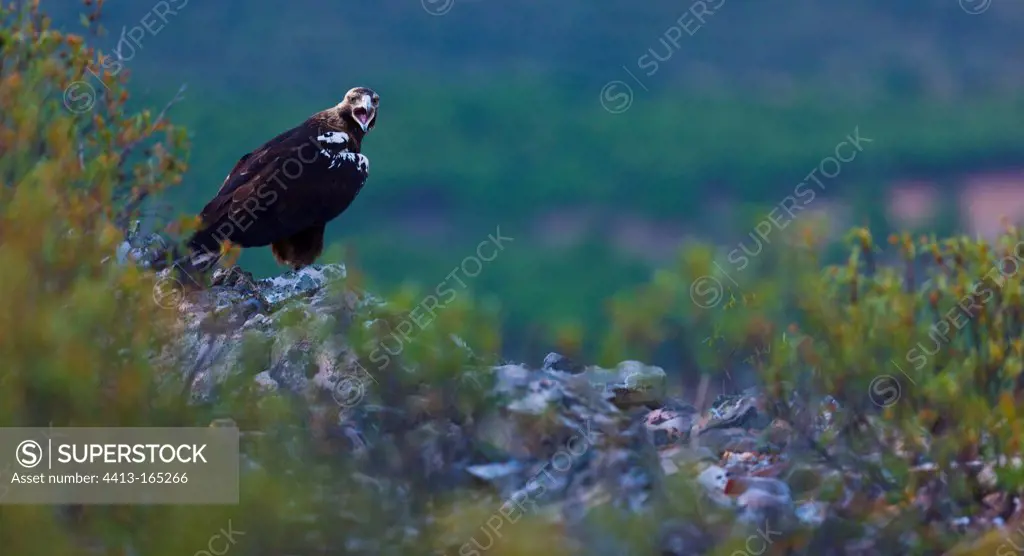 Spanish Imperial Eagle on a rock and shouting