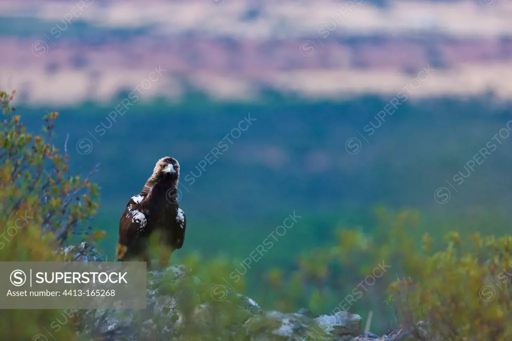 Spanish Imperial Eagle on a rock