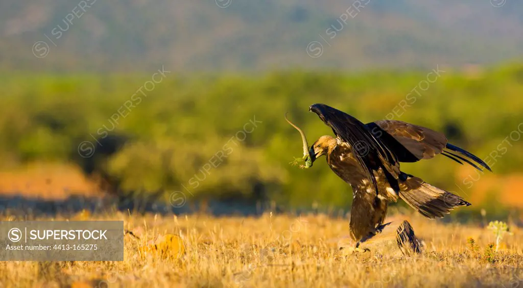Spanish Imperial Eagle with a prey in the beak