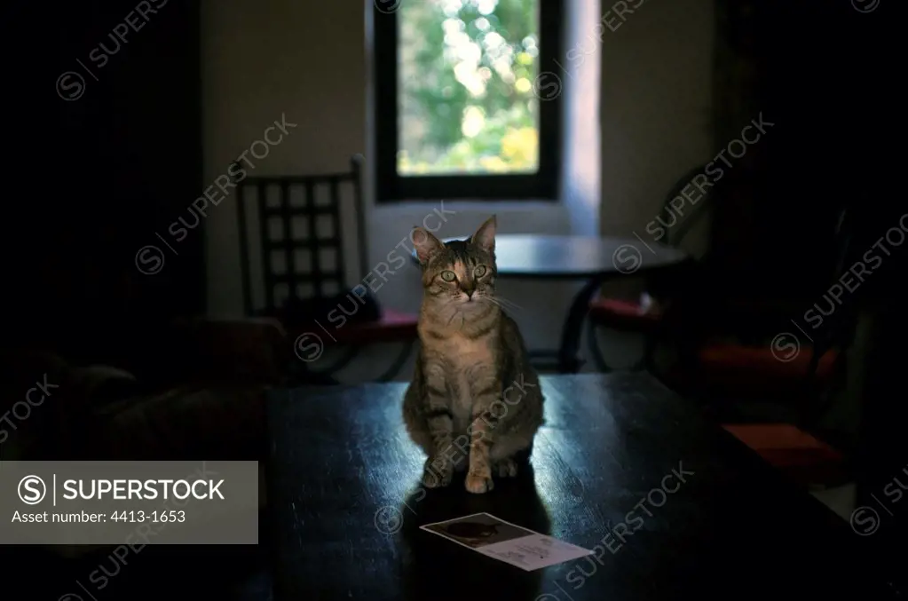 Tabby european cat on a table